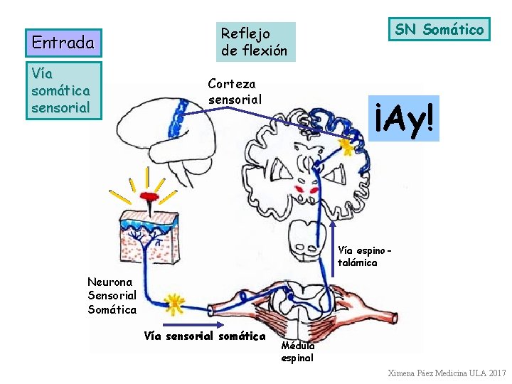 Entrada Vía somática sensorial SN Somático Reflejo de flexión Corteza sensorial ¡Ay! Vía espinotalámica
