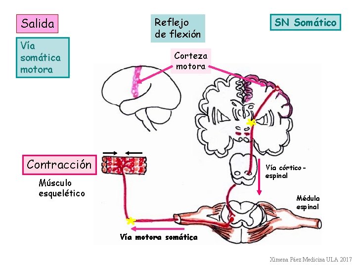 Salida SN Somático Reflejo de flexión Vía somática motora Corteza motora * Contracción Vía