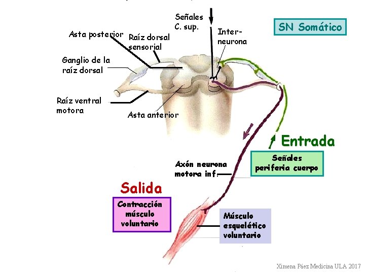 Asta posterior Raíz dorsal sensorial Señales C. sup. SN Somático Interneurona Ganglio de la