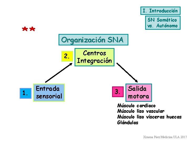 I. Introducción ** SN Somático vs. Autónomo Organización SNA 2. 1. Entrada sensorial Centros