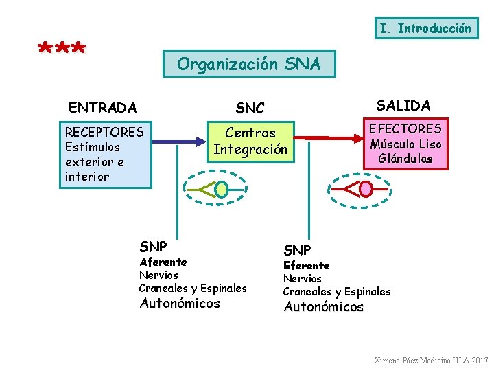 I. Introducción * ** Organización SNA ENTRADA SNC SALIDA RECEPTORES Estímulos exterior e interior