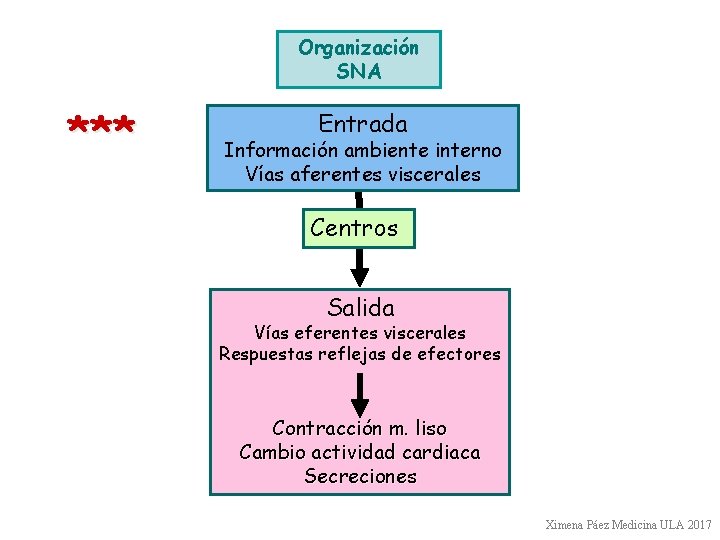 Organización SNA *** Entrada Información ambiente interno Vías aferentes viscerales Centros Salida Vías eferentes