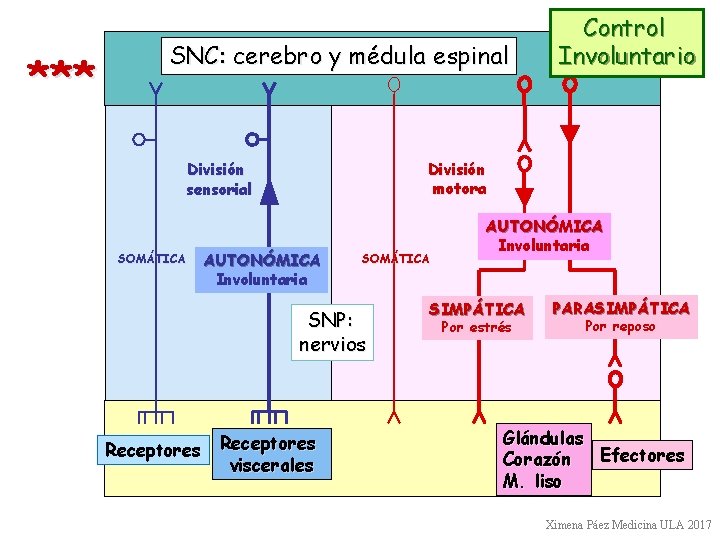 *** SNC: cerebro y médula espinal División motora División sensorial SOMÁTICA AUTONÓMICA Involuntaria SOMÁTICA