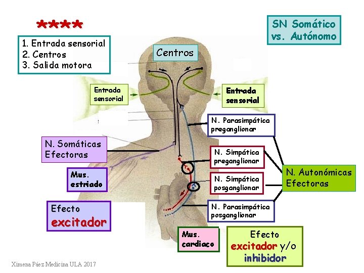 **** 1. Entrada sensorial 2. Centros 3. Salida motora SN Somático vs. Autónomo Centros