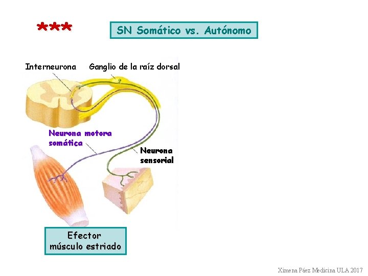 *** Interneurona SN Somático vs. Autónomo Ganglio de la raíz dorsal Neurona motora somática