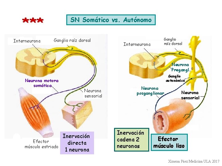 *** Interneurona SN Somático vs. Autónomo Ganglio raíz dorsal Interneurona Ganglio raíz dorsal Neurona
