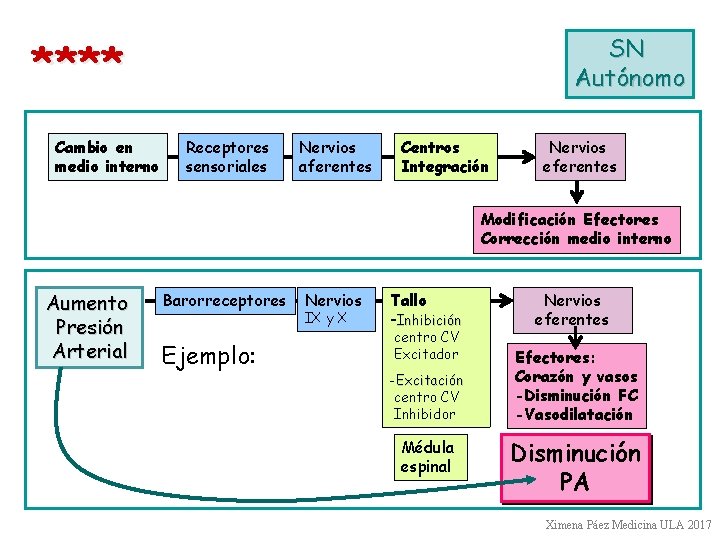 SN Autónomo **** Cambio en medio interno Receptores sensoriales Nervios aferentes Centros Integración Nervios