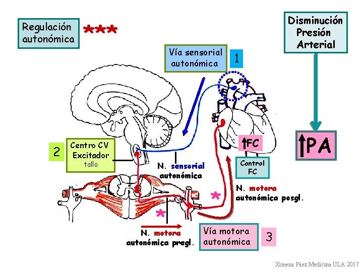 Regulación autonómica 2 *** Centro CV Excitador tallo Vía sensorial autonómica Disminución Presión Arterial