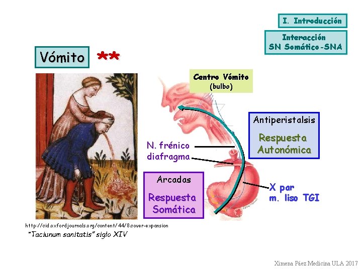 I. Introducción Vómito Interacción SN Somático-SNA ** Centro Vómito (bulbo) Antiperistalsis N. frénico diafragma