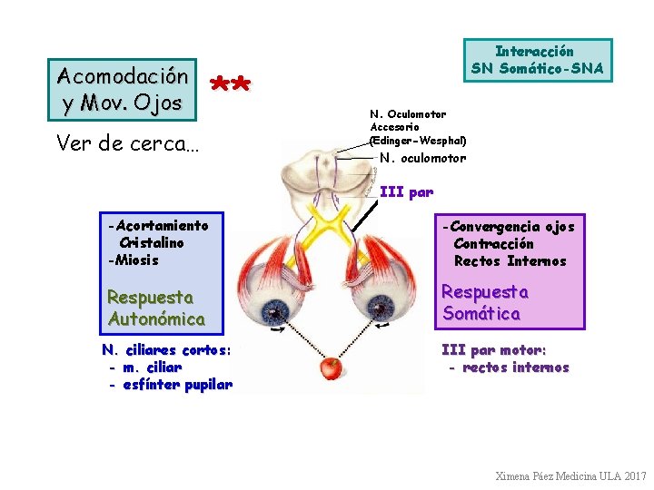 Acomodación y Mov. Ojos ** Ver de cerca… Interacción SN Somático-SNA N. Oculomotor Accesorio