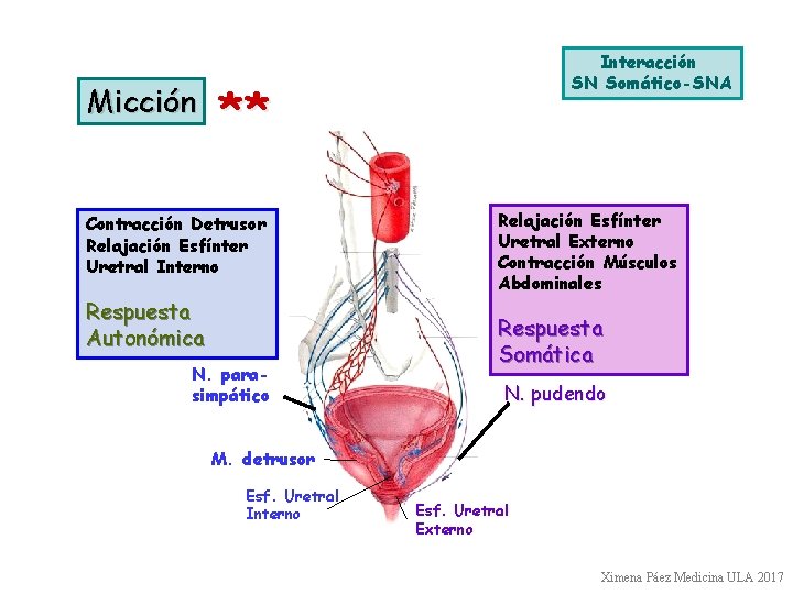 Micción Interacción SN Somático-SNA ** Contracción Detrusor Relajación Esfínter Uretral Interno Respuesta Autonómica N.
