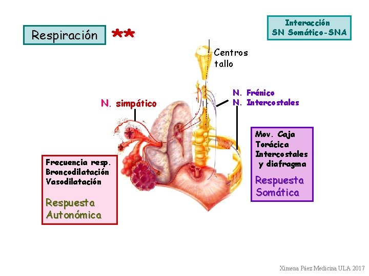 ** Respiración N. simpático Frecuencia resp. Broncodilatación Vasodilatación Respuesta Autonómica Interacción SN Somático-SNA Centros