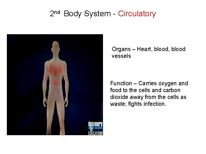 2 nd Body System - Circulatory Organs – Heart, blood vessels Function – Carries