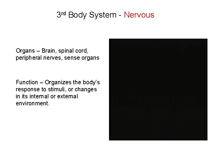 3 rd Body System - Nervous Organs – Brain, spinal cord, peripheral nerves, sense