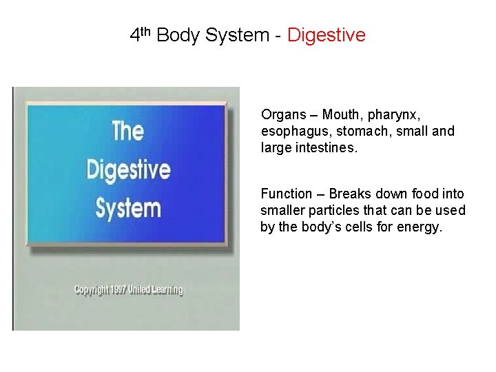 4 th Body System - Digestive Organs – Mouth, pharynx, esophagus, stomach, small and