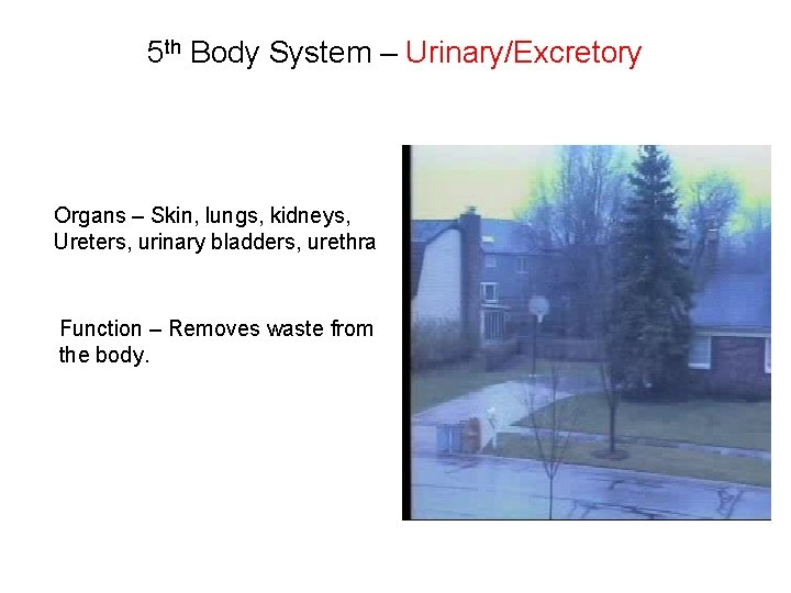 5 th Body System – Urinary/Excretory Organs – Skin, lungs, kidneys, Ureters, urinary bladders,