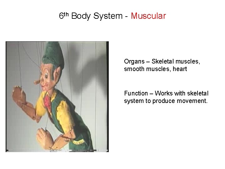 6 th Body System - Muscular Organs – Skeletal muscles, smooth muscles, heart Function