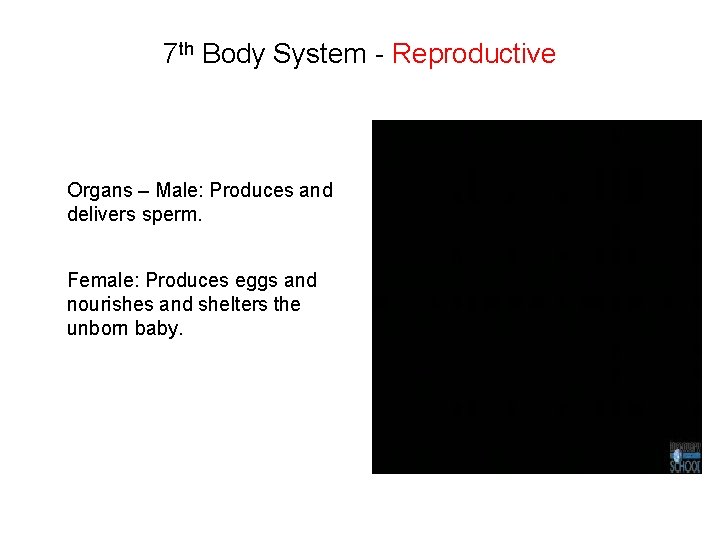 7 th Body System - Reproductive Organs – Male: Produces and delivers sperm. Female: