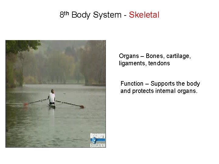 8 th Body System - Skeletal Organs – Bones, cartilage, ligaments, tendons Function –