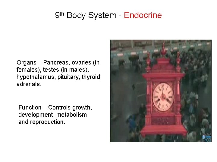 9 th Body System - Endocrine Organs – Pancreas, ovaries (in females), testes (in