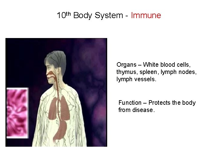 10 th Body System - Immune Organs – White blood cells, thymus, spleen, lymph