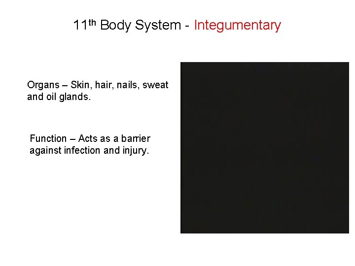 11 th Body System - Integumentary Organs – Skin, hair, nails, sweat and oil