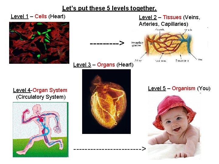 Let’s put these 5 levels together. Level 1 – Cells (Heart) Level 2 –