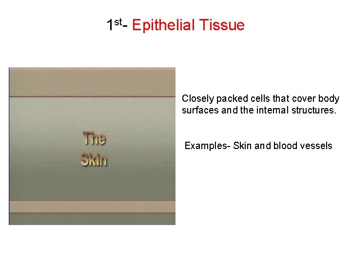 1 st- Epithelial Tissue Closely packed cells that cover body surfaces and the internal