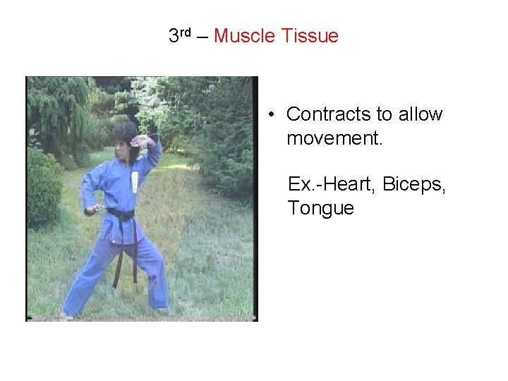 3 rd – Muscle Tissue • Contracts to allow movement. Ex. -Heart, Biceps, Tongue