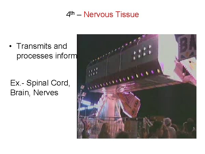 4 th – Nervous Tissue • Transmits and processes information. Ex. - Spinal Cord,