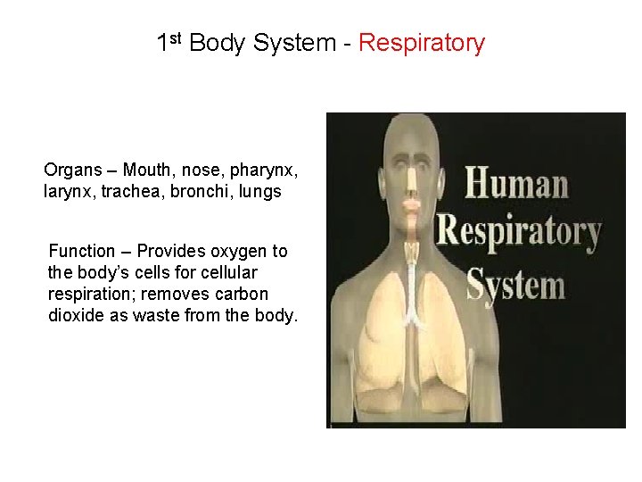 1 st Body System - Respiratory Organs – Mouth, nose, pharynx, larynx, trachea, bronchi,