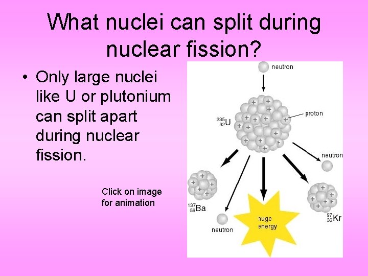 What nuclei can split during nuclear fission? • Only large nuclei like U or