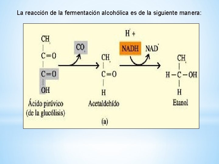 La reacción de la fermentación alcohólica es de la siguiente manera: 