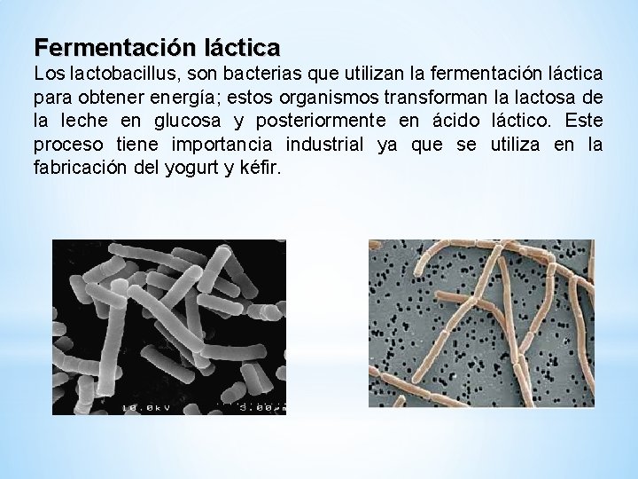 Fermentación láctica Los lactobacillus, son bacterias que utilizan la fermentación láctica para obtenergía; estos