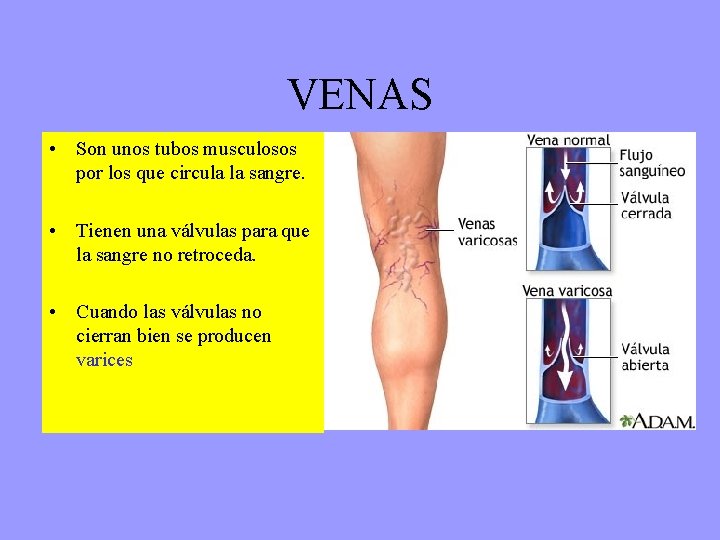 VENAS • Son unos tubos musculosos por los que circula la sangre. • Tienen