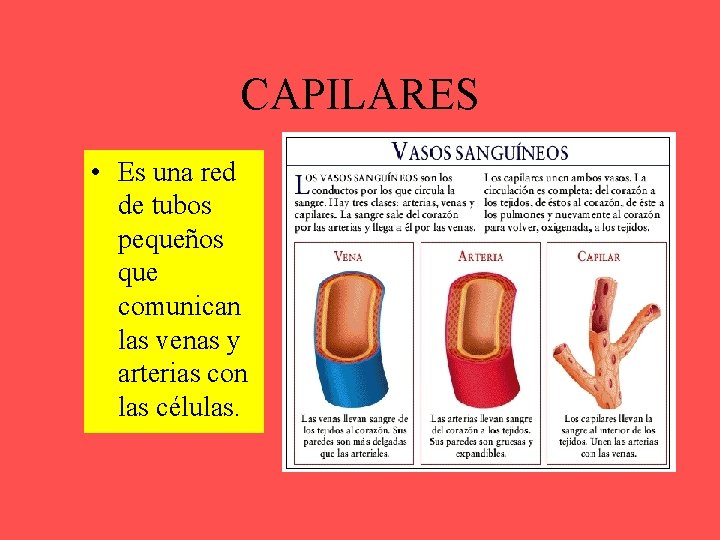 CAPILARES • Es una red de tubos pequeños que comunican las venas y arterias