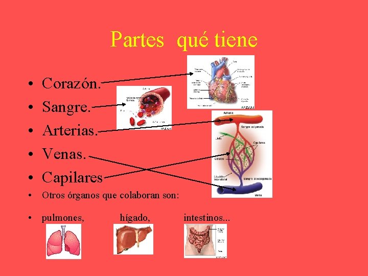 Partes qué tiene • • • Corazón. Sangre. Arterias. Venas. Capilares • Otros órganos