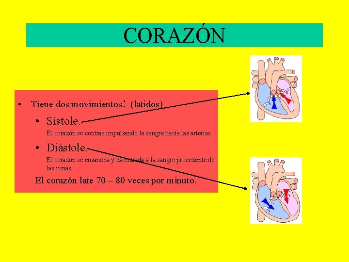 CORAZÓN • Tiene dos movimientos: (latidos) • Sístole. El corazón se contrae impulsando la