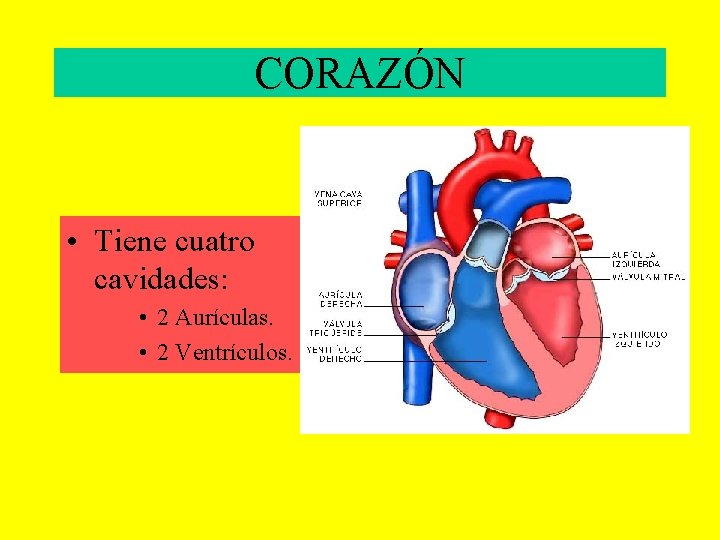 CORAZÓN • Tiene cuatro cavidades: • 2 Aurículas. • 2 Ventrículos. 