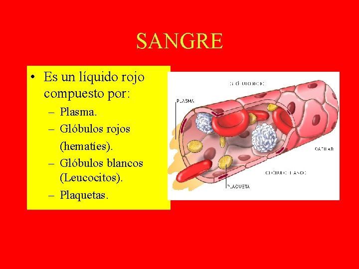 SANGRE • Es un líquido rojo compuesto por: – Plasma. – Glóbulos rojos (hematíes).