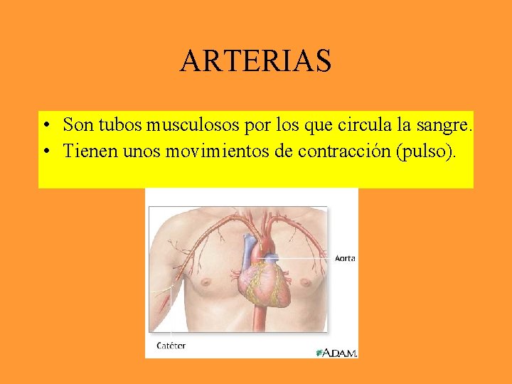 ARTERIAS • Son tubos musculosos por los que circula la sangre. • Tienen unos