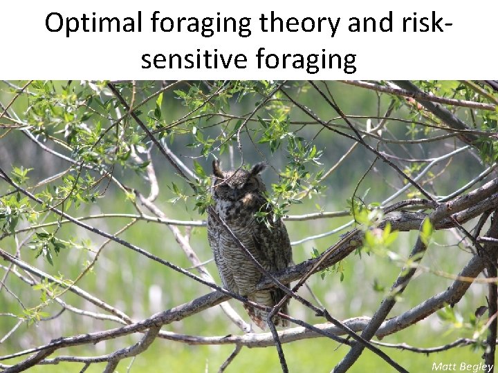 Optimal foraging theory and risksensitive foraging Matt Begley 