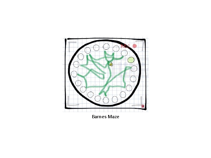 Barnes Maze 