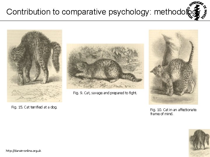 Contribution to comparative psychology: methodology Fig. 9. Cat, savage and prepared to fight. Fig.