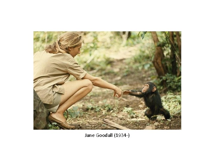 Jane Goodall (1934 -) 