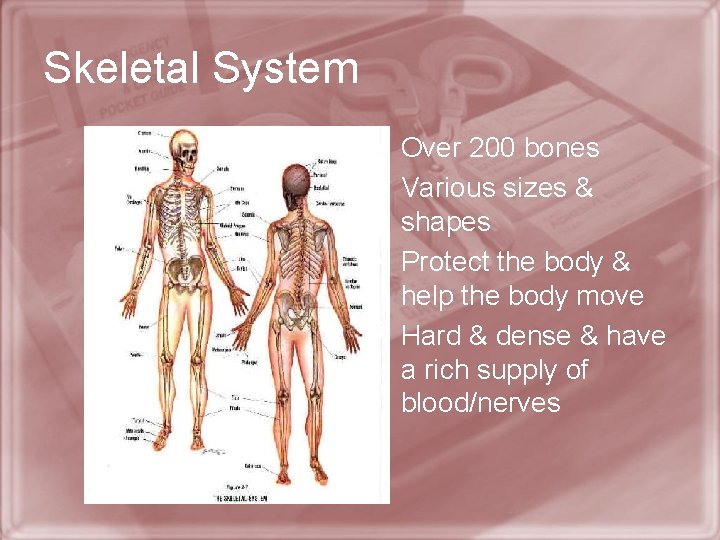 Skeletal System • Over 200 bones • Various sizes & shapes • Protect the