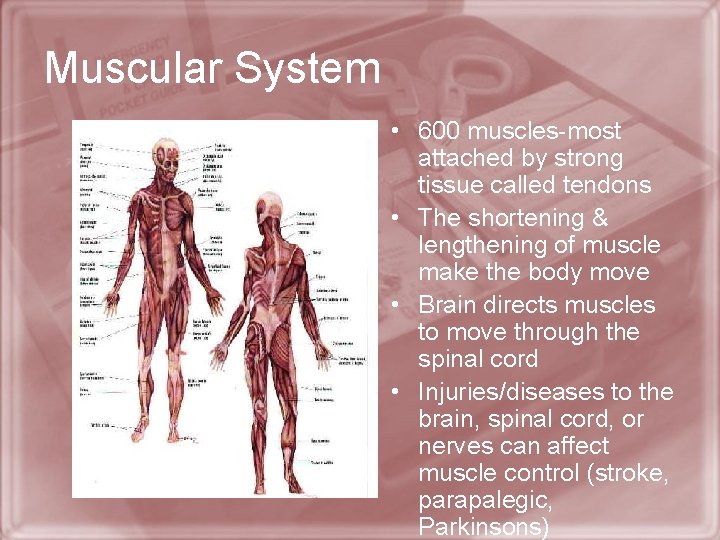 Muscular System • 600 muscles-most attached by strong tissue called tendons • The shortening
