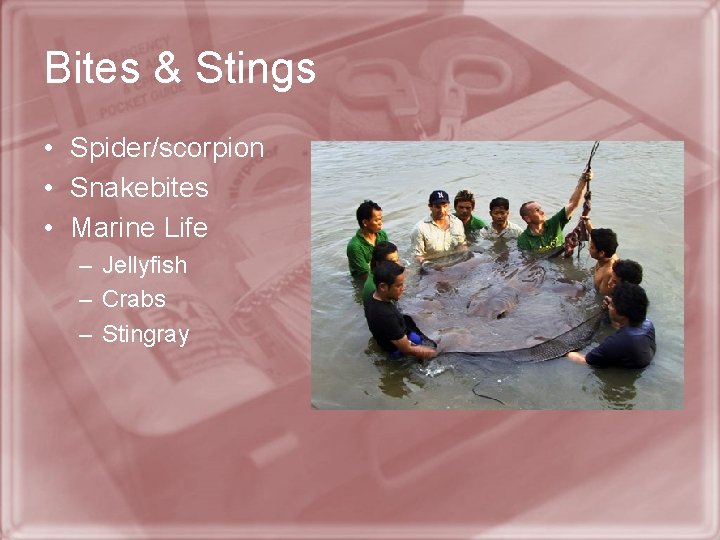 Bites & Stings • Spider/scorpion • Snakebites • Marine Life – Jellyfish – Crabs