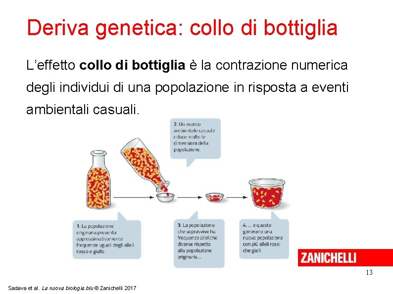 Deriva genetica: collo di bottiglia L’effetto collo di bottiglia è la contrazione numerica degli Deriva genetica: collo di bottiglia L’effetto collo di bottiglia è la contrazione numerica degli
