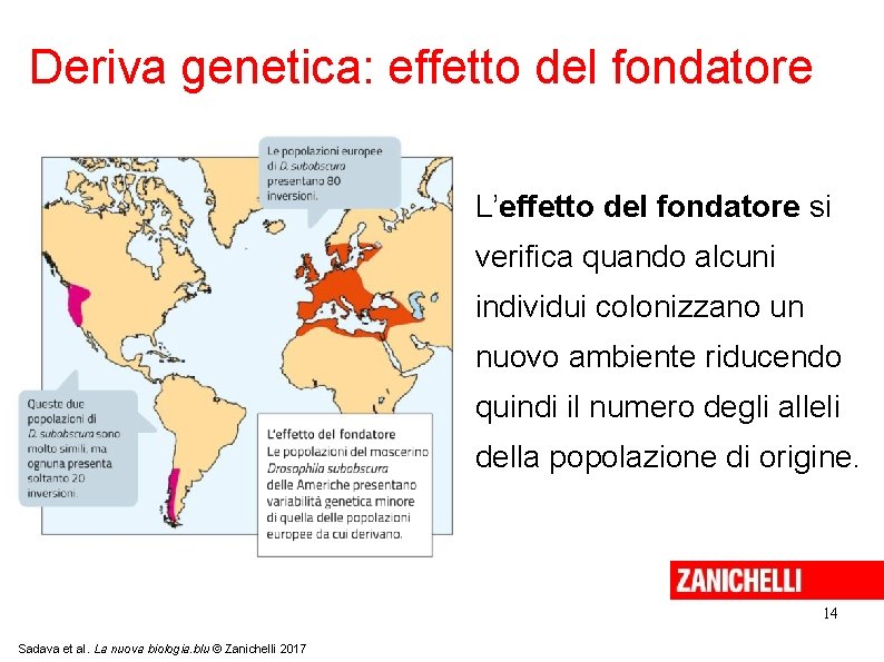 Deriva genetica: effetto del fondatore L’effetto del fondatore si verifica quando alcuni individui colonizzano Deriva genetica: effetto del fondatore L’effetto del fondatore si verifica quando alcuni individui colonizzano